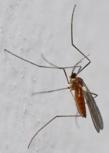 Réf. 311 292 : Cecidomyiinae inconnu